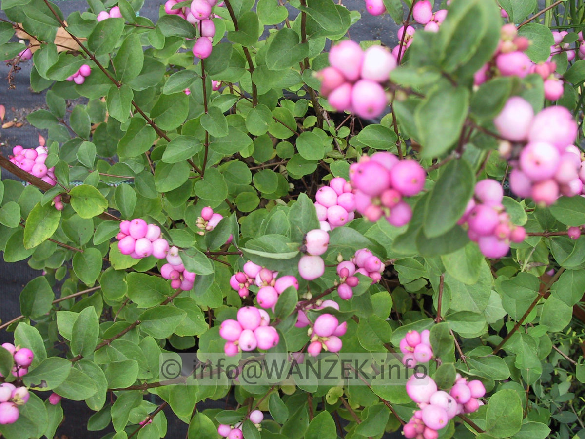 Symphoricarpos doorenbosii Amethyst 01 Beeren.JPG
